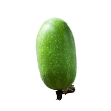 Ash Gourd